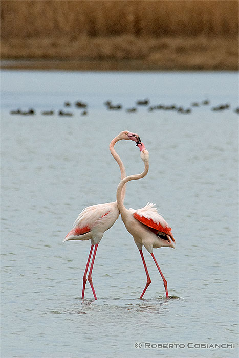 fenicottero (giovane) - Phoenicopterus ruber